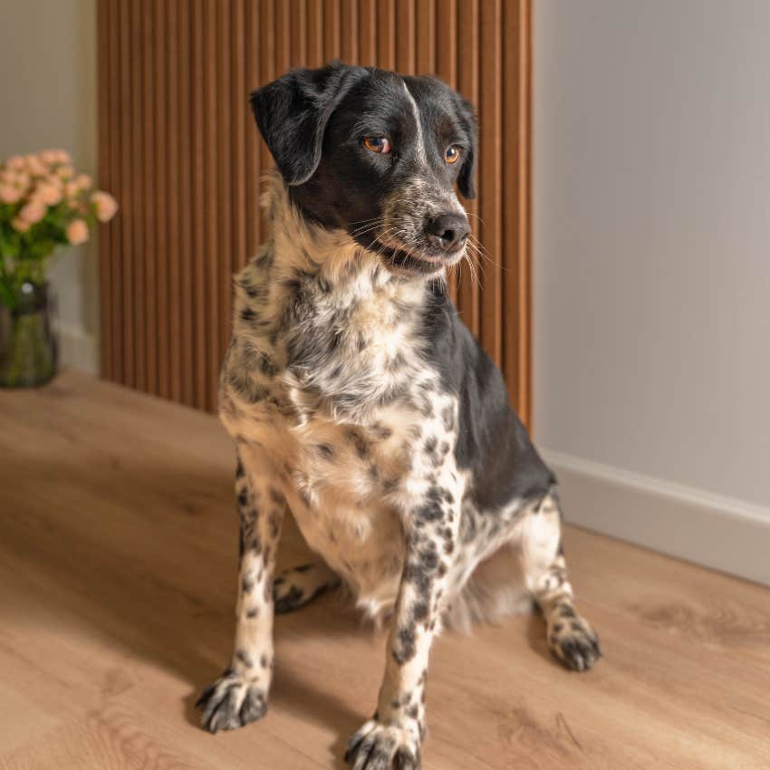 dog who doesn't trust his owner avoiding contact with him