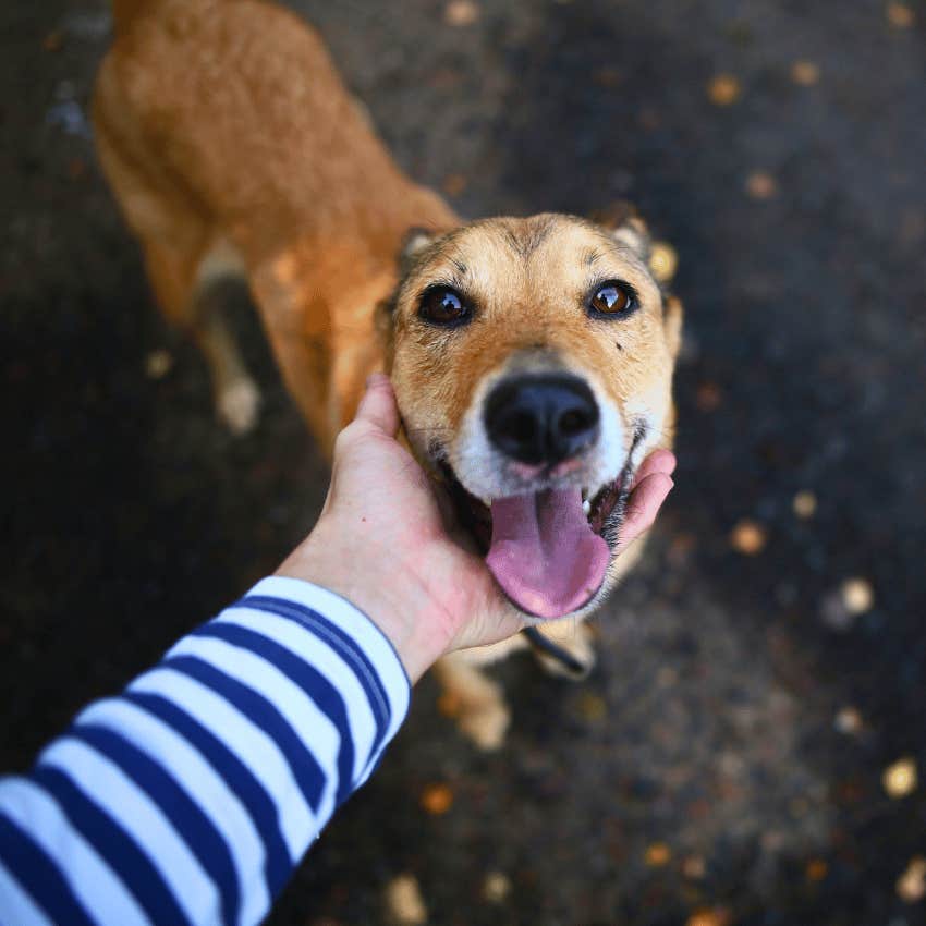 loving dog following owner with its' eyes