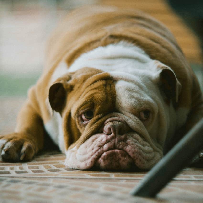 grumpy brown and white english bulldog laying on ground
