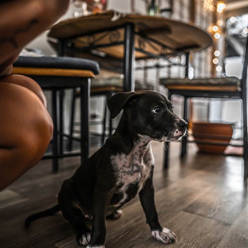 dog in a restaurant