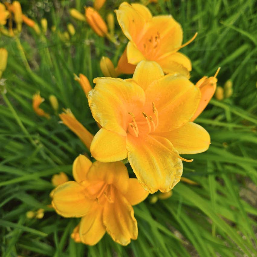 plants-you-probably-have-your-house-right-now-that-could-really-hurt-your-dog-daylilies