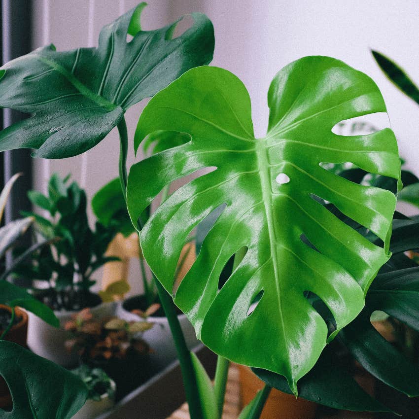 plants-you-probably-have-your-house-right-now-that-could-really-hurt-your-dog-monstera
