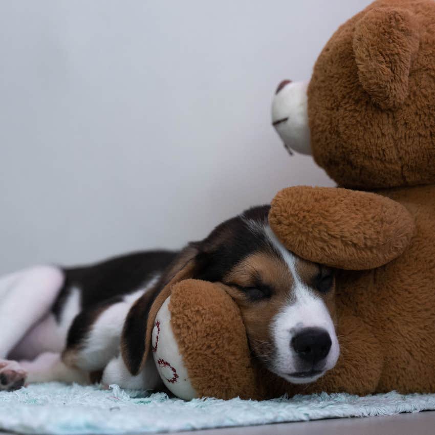 dog sleeping at the foot of the bed in bedroom snuggled with teddy
