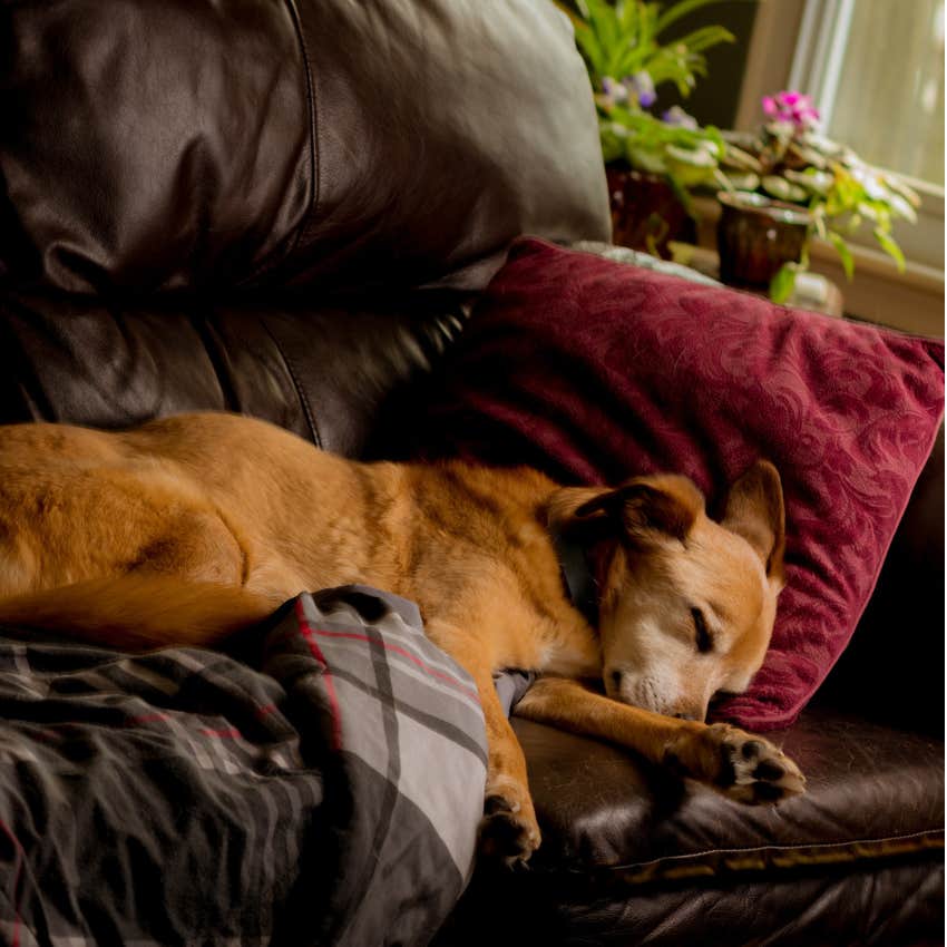 dog sleeping in a different part of the house snuggled on the couch