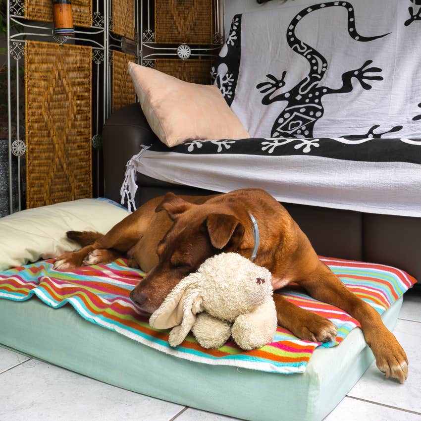 dog who sleeps in multiple different spots throughout the night snuggled on his bed in the living room