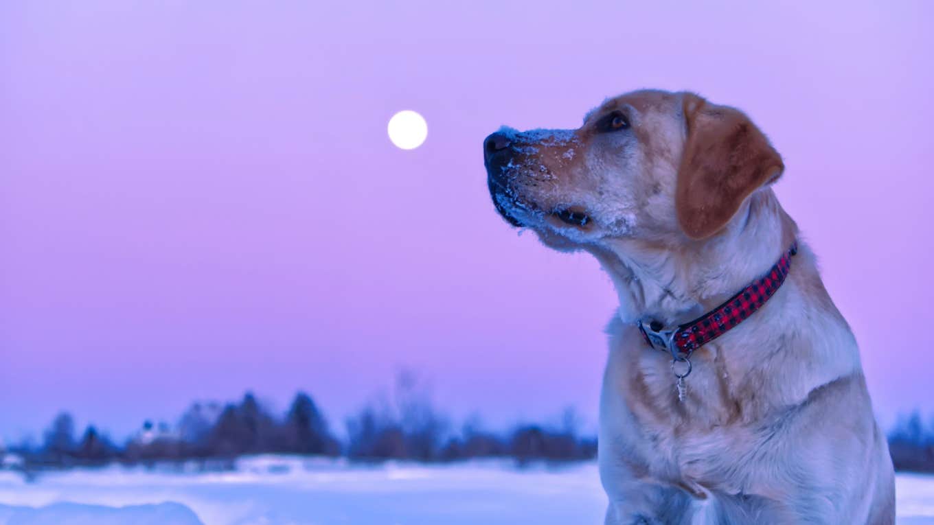 dog looking at moon