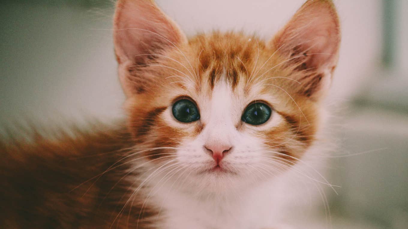 3 Things That Make Your Cat Sad Without You Realizing It orange kitten