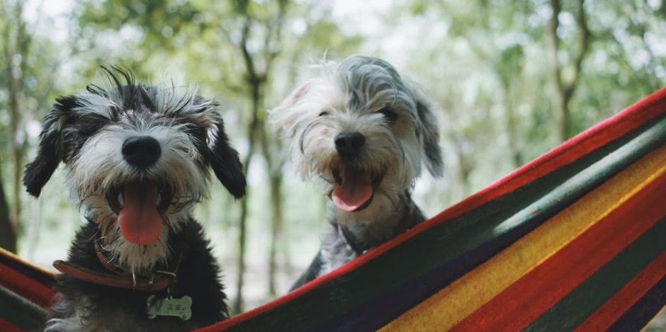 50 Pawesome Dog Instagram Captions For Pics Of Your Pup 50 Pawesome Dog Instagram Captions For Pics Of Your Pup