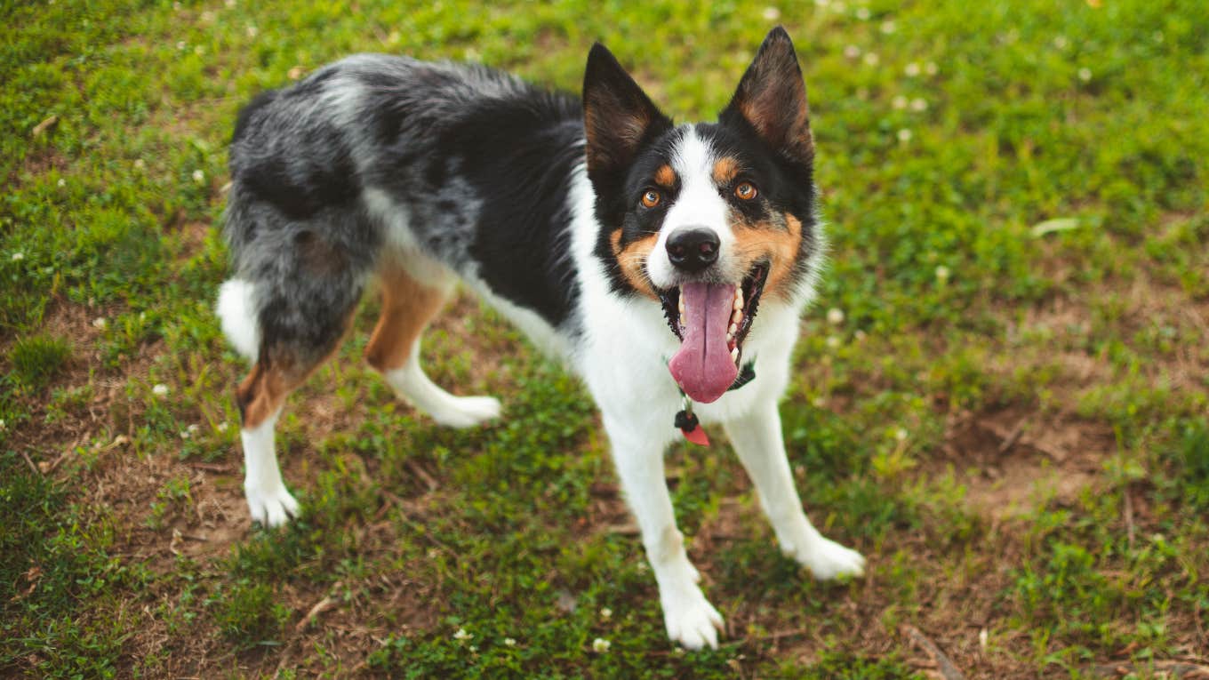 8 Signs Your Dog Is Stressed, According To Veterinarians dog