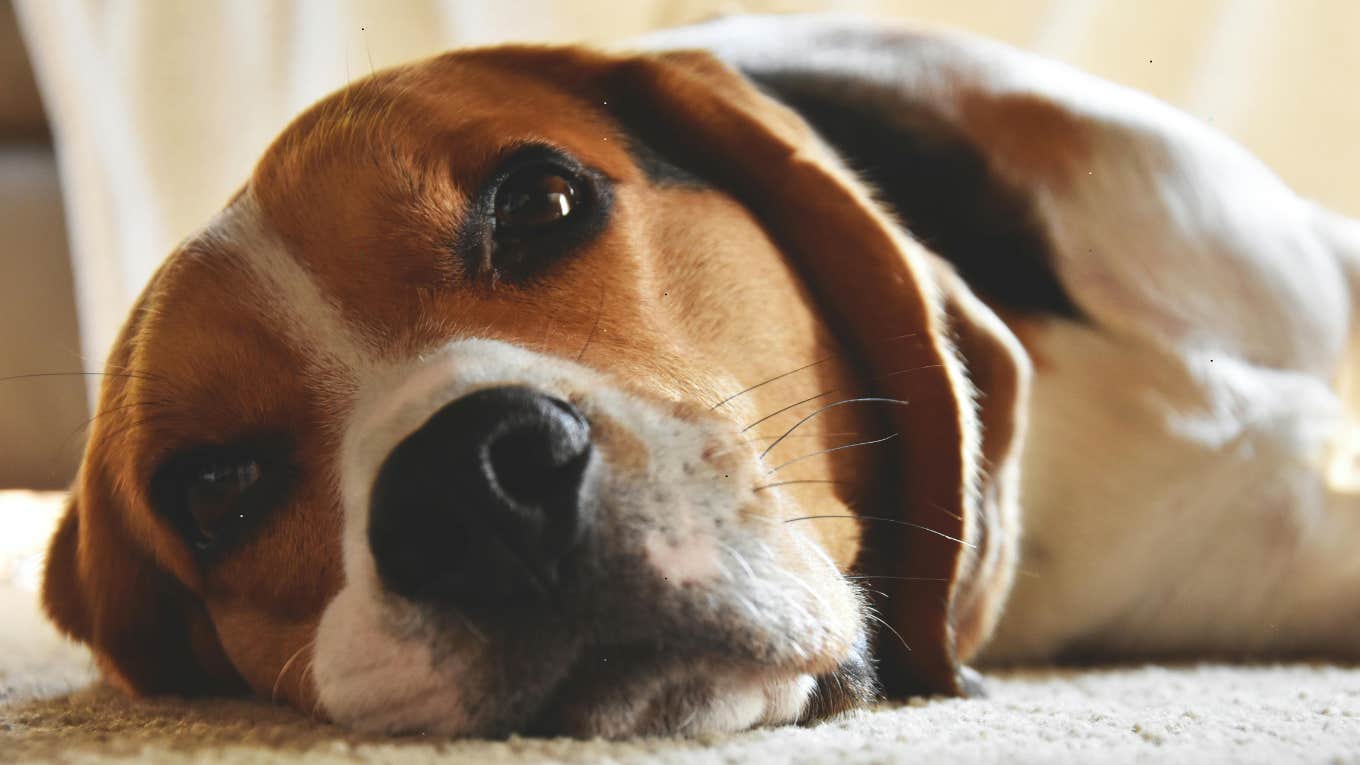 dog lying on the floor