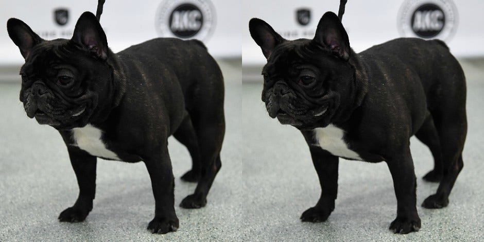 French bulldog puppy dies on United Airlines flight, put in overhead bin French bulldog puppy dies on United Airlines flight, put in overhead bin