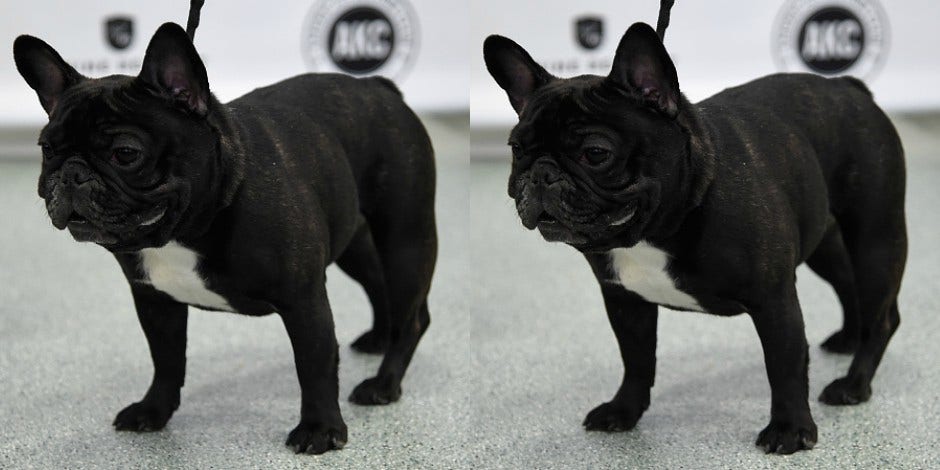 French bulldog puppy dies on United Airlines flight, put in overhead bin