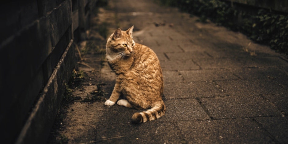 Who Is The Croydon Cat Killer? Details Serial Killer Conspiracy Theory London Who Is The Croydon Cat Killer? Details Serial Killer Conspiracy Theory London