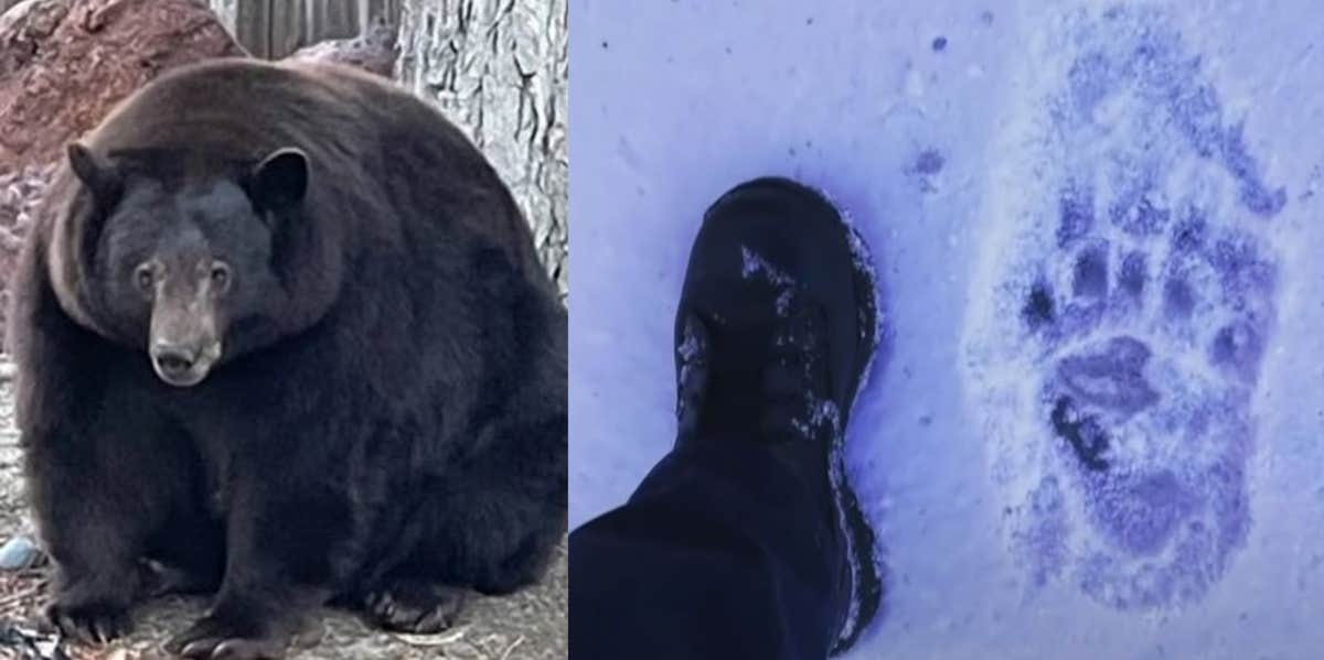 500-Pound Hank The Tank Bear On The Run From California Police Hank the Tank and his large paw print