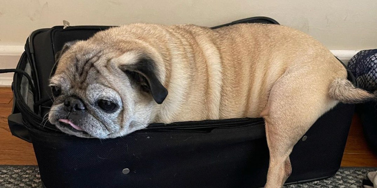 Meet Noodle The TikTok Pug With No Bones