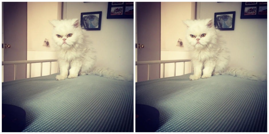 loss and grief of cat loss and grief of cat