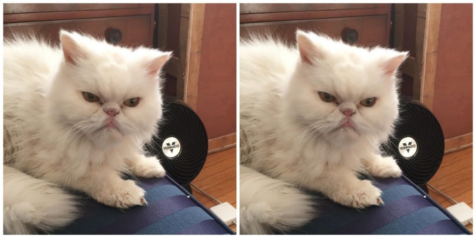 pet grieving pet grieving