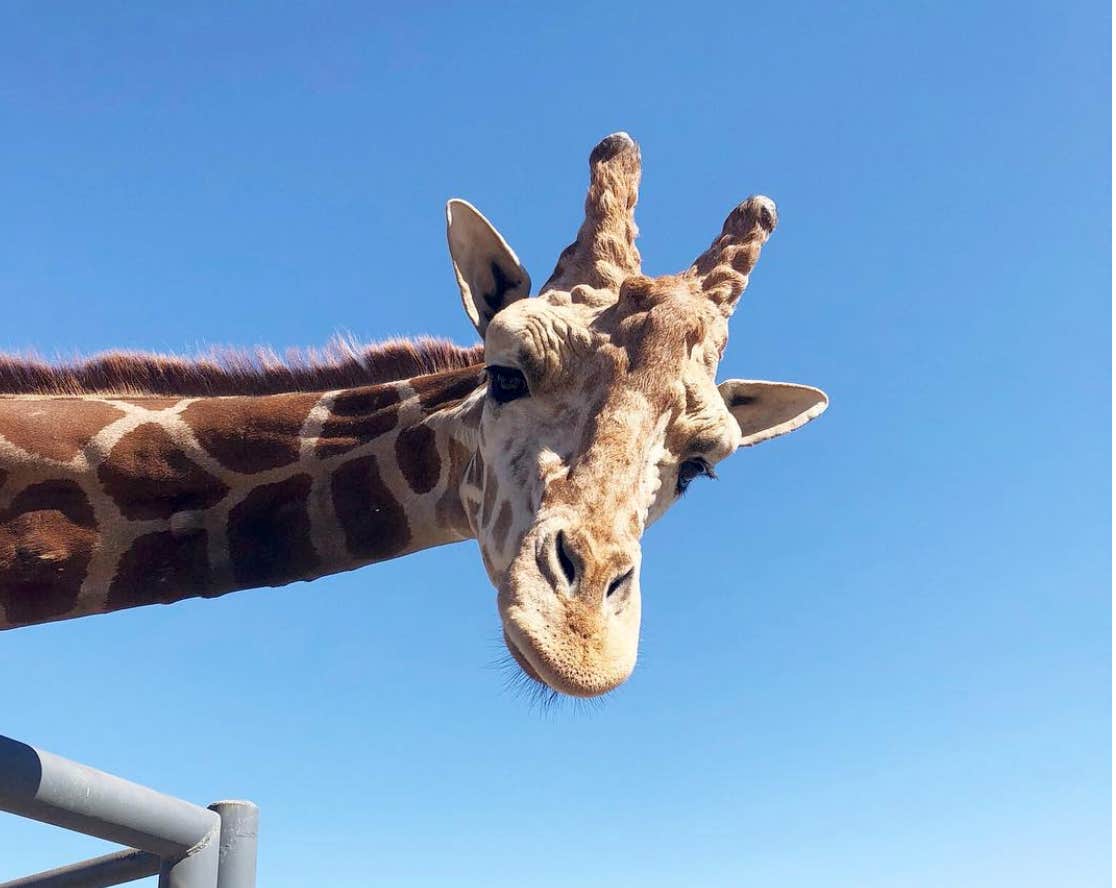 Who Is Stanley The Giraffe? New Details About The Fate Of The Malibu Wines Safari Mascot Following The California Wildfires Who Is Stanley the giraffe?Who Is Stanley The Giraffe? New Details About The Fate Of The Malibu Wines Safari Mascot Following The California Wildfires