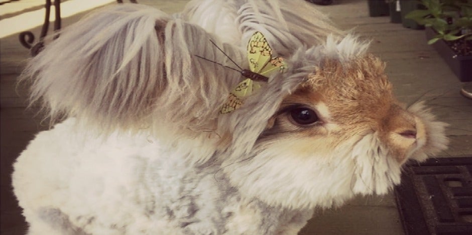 Wally the bunny Wally the bunny