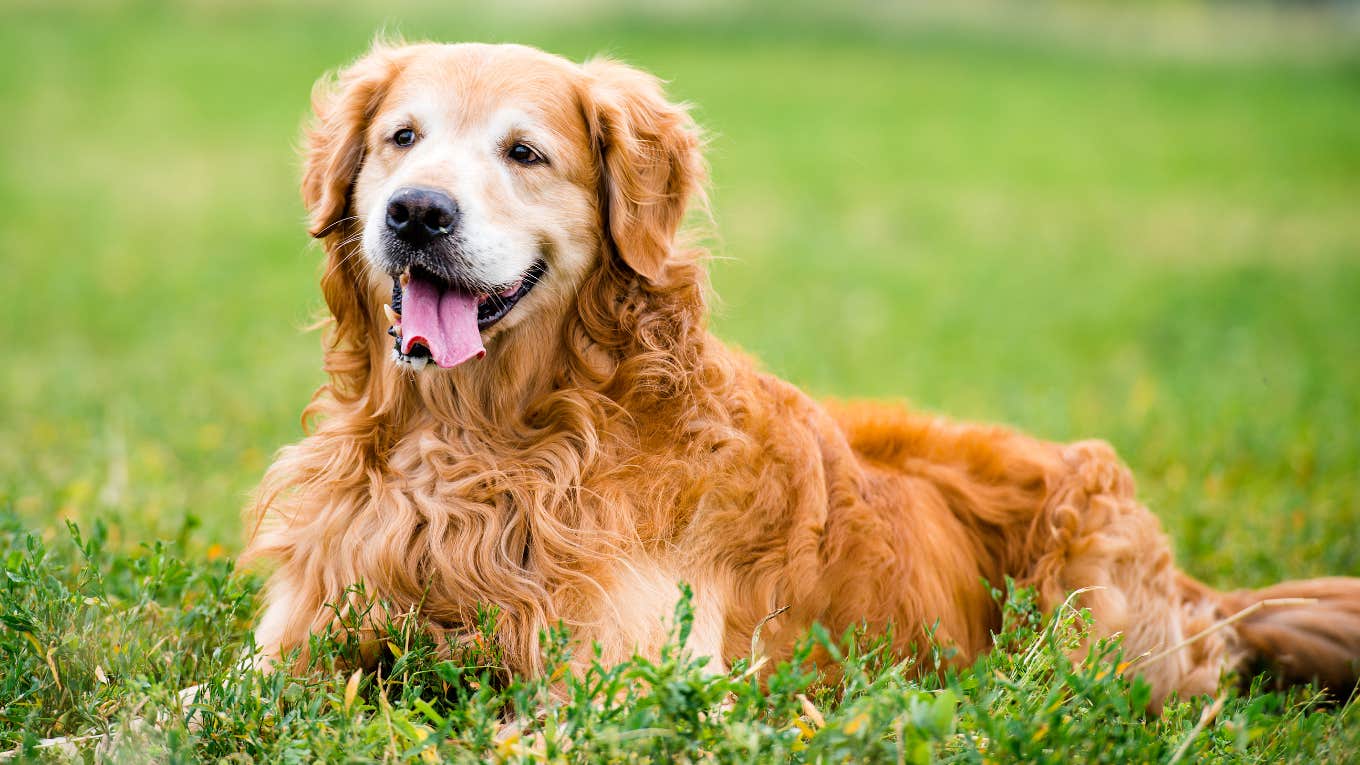 golden retriever runs local government