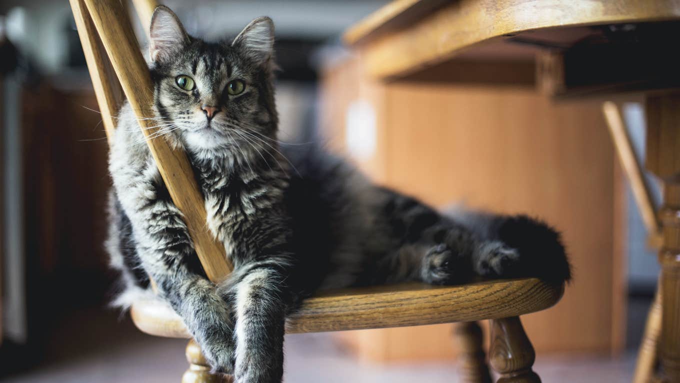 cat sitting on kitchen chair