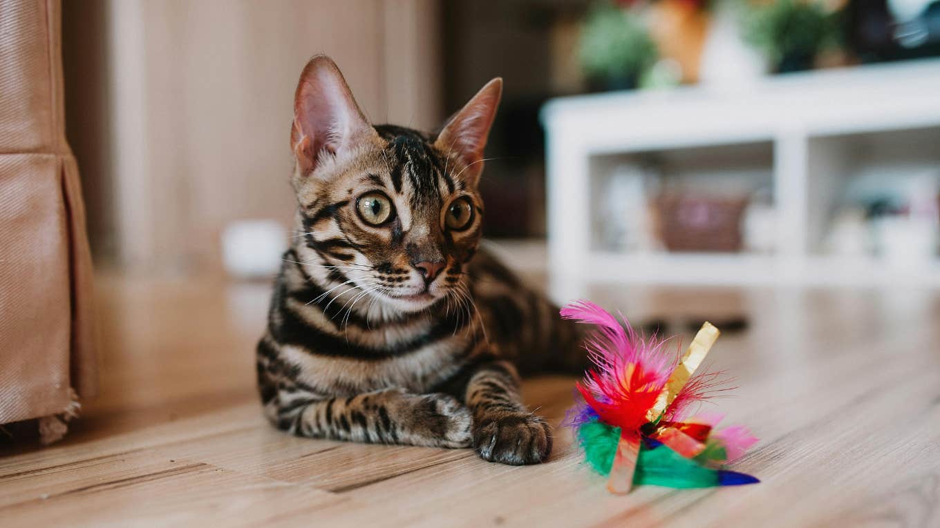 The Adorable Reason Your Cat Brings You Dead Animals As Gifts cat with a toy