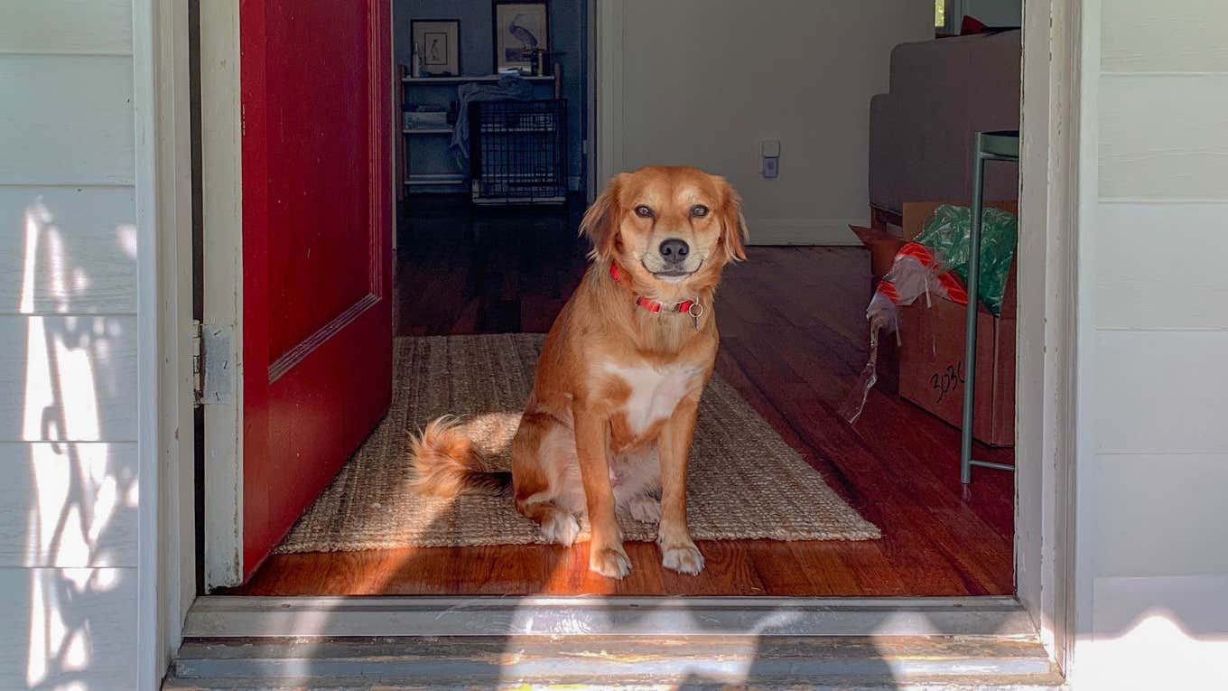 dog in doorway of house