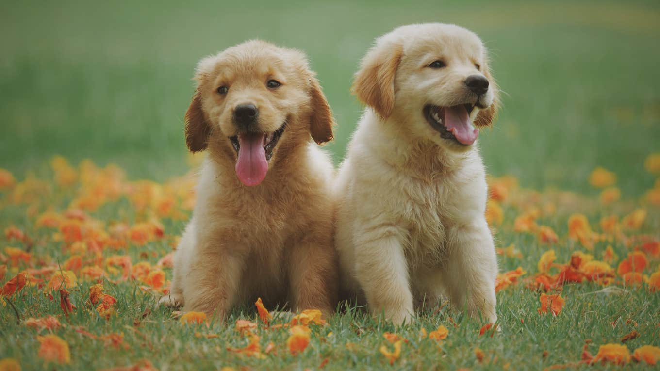 two golden retriever puppies in a field of flowers