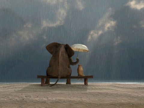 elephant umbrella