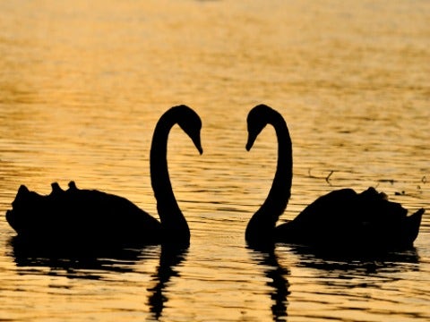 11 Animals That Mate For Life 11 Animals That Mate For Life