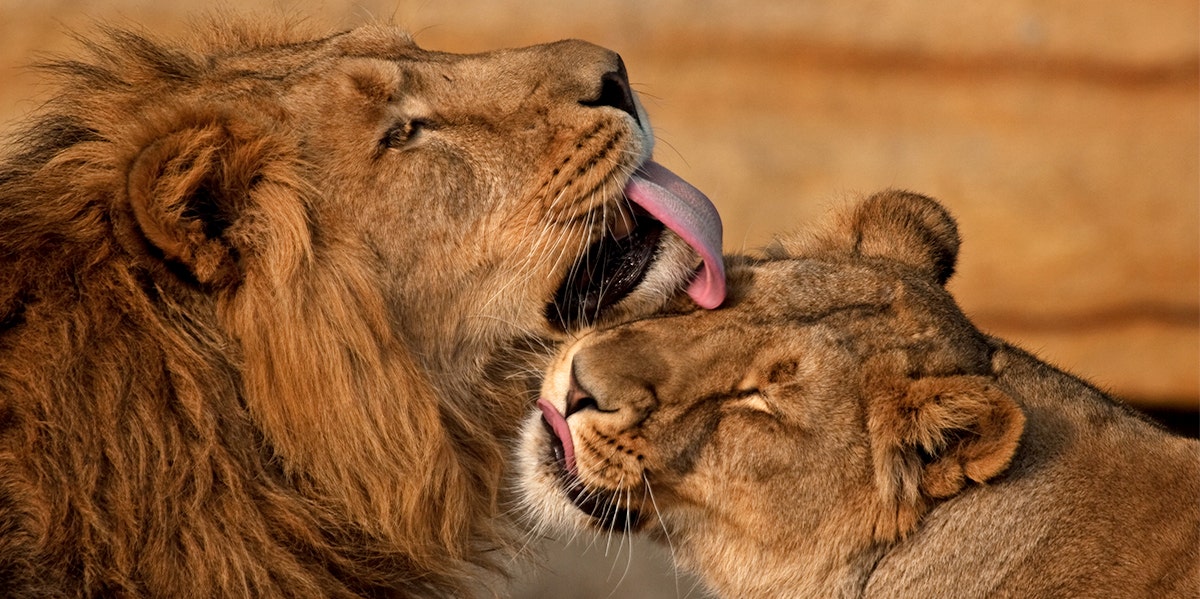 lions nuzzling with each other