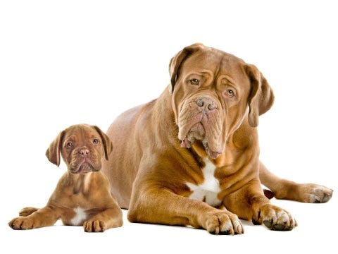 Dog and her puppy Dog and puppy