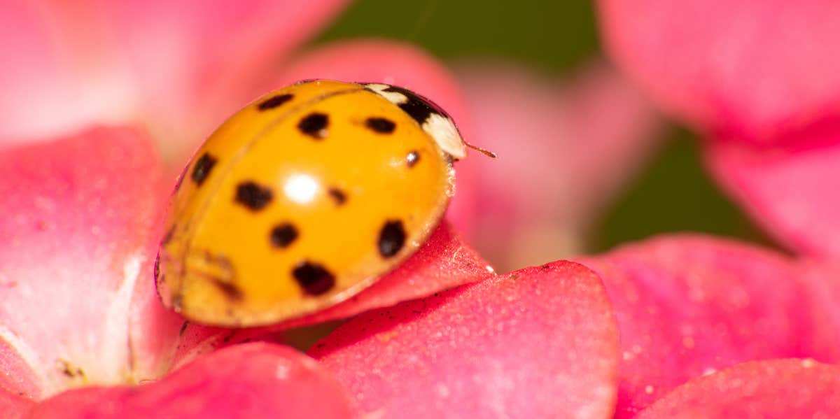 orange ladybug on pink flower