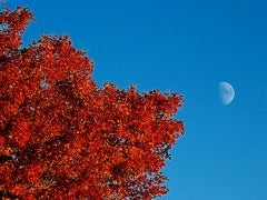 autumn moon