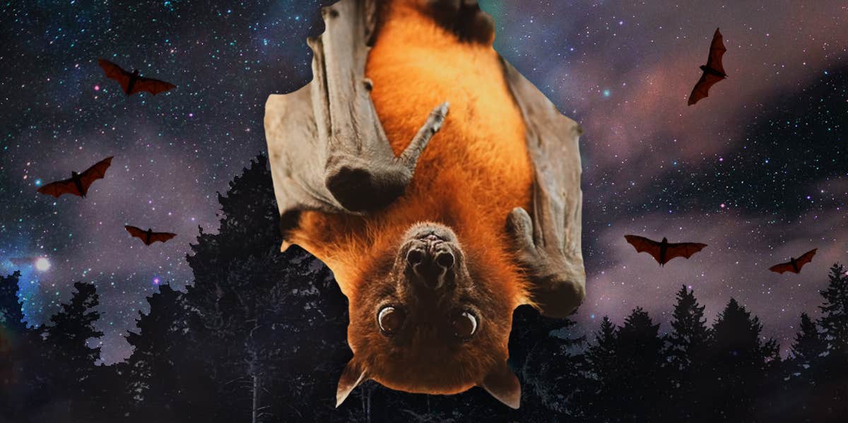 Bat Symbolism & Spiritual Meanings Of A Bat Spirit Animal | YourTango