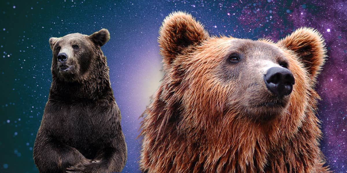 Bear  Cosmic Animal Meanings, Messages & Dreams