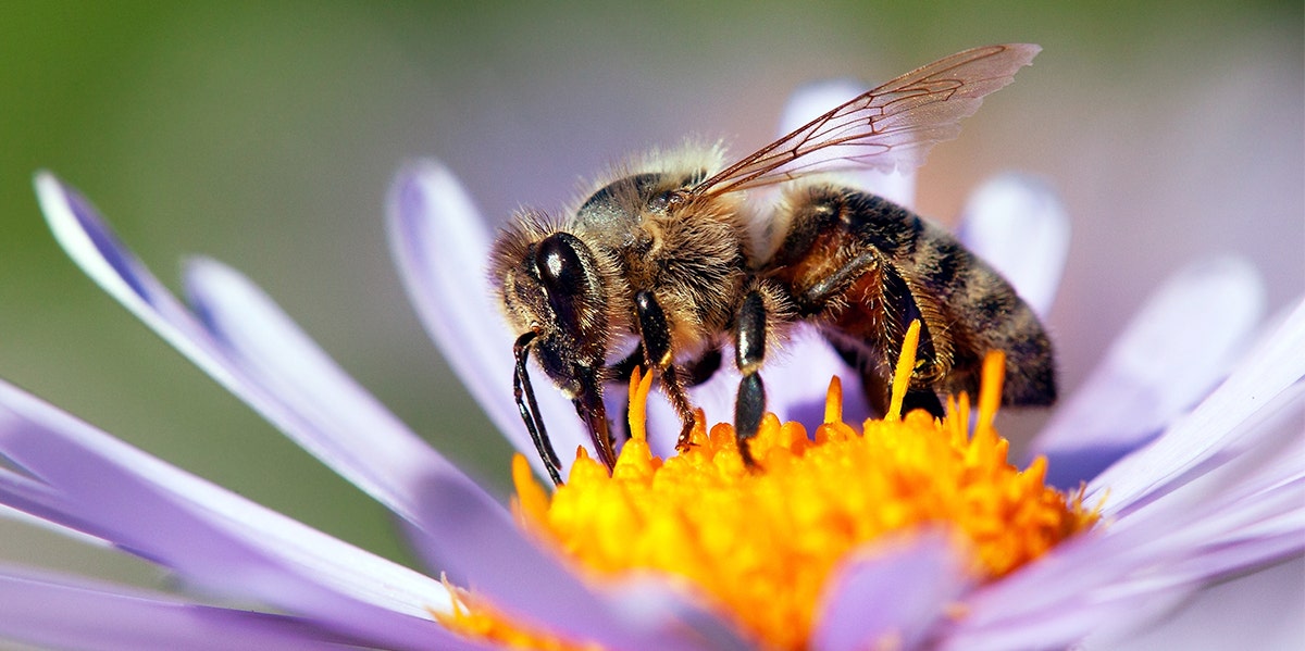 Dreaming Of Bees Bee Symbolism Totem Power Animal Meaning Yourtango Dreaming Of Bees Bee Symbolism Totem Power Animal Meaning Yourtango