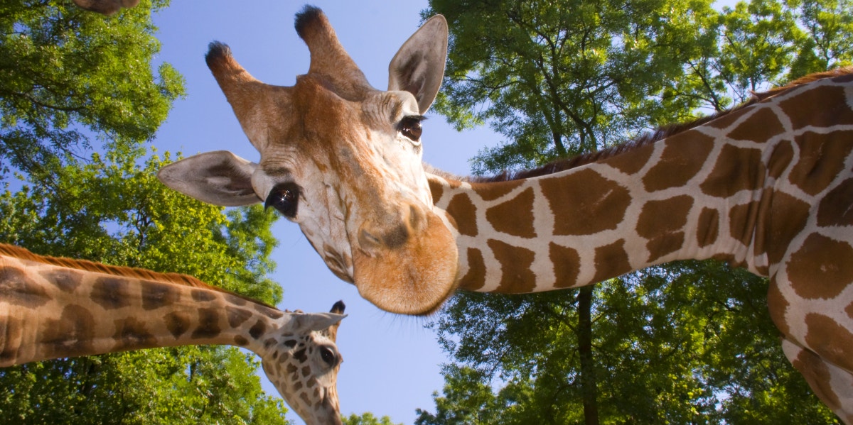 An Apology Letter From April The Giraffe An Apology Letter From April The Giraffe