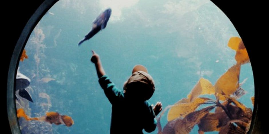 aquarium aquarium