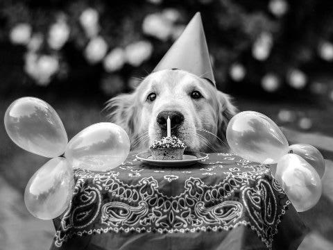 birthday dog birthday dog