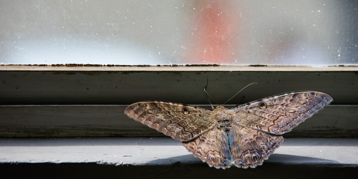 Black Witch Moth Symbolism - What It Means When A Black Moth Lands On You black witch moth