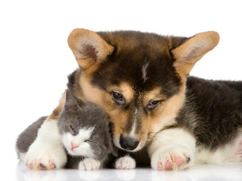 GIFs: Animals blinded by love GIFs: animals blinded by love