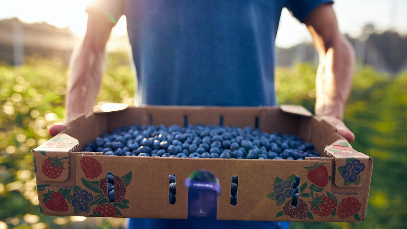 Farmer holding a box full of blueberries