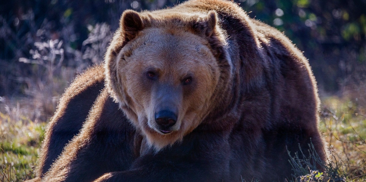 Bruno The Bear Has Traveled Over 400 Miles Alone & No One's Really Sure Why