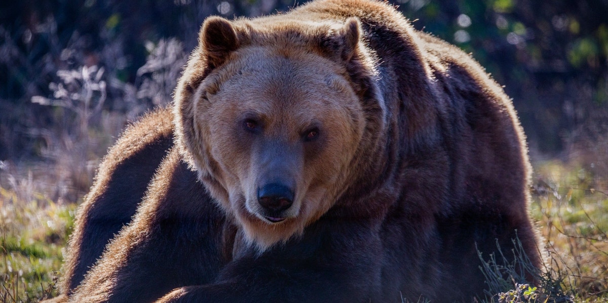 Bruno The Bear Has Traveled Over 400 Miles Alone & No One's Really Sure Why Bruno The Bear Has Traveled Over 400 Miles Alone & No One's Really Sure Why