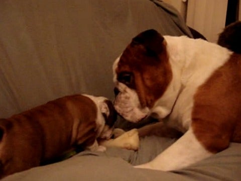 bulldogs bulldogs