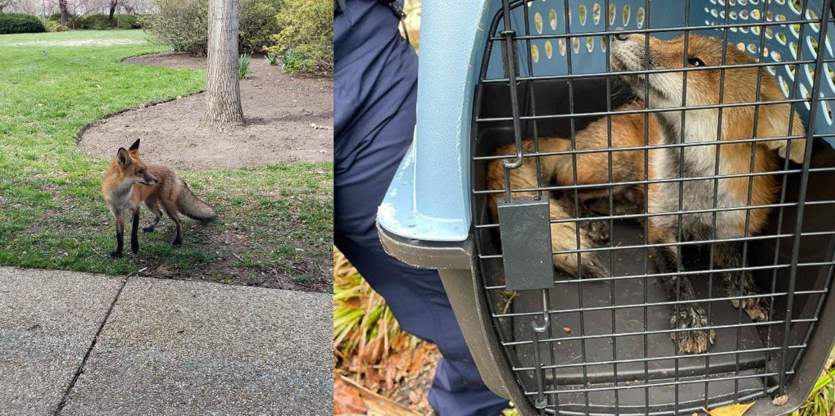 Capitol Hill Police Arrest Fox Accused Of Attacking Congressman The Capitol Hill fox