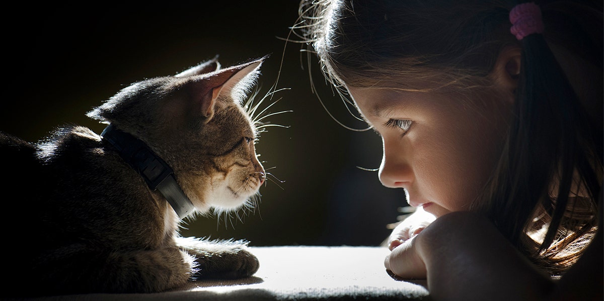 cat staring at child