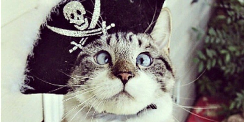 cat-costume cat-costume