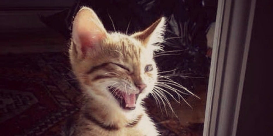 cat wink cat wink